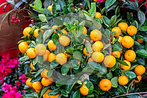 Small oranges on a tree