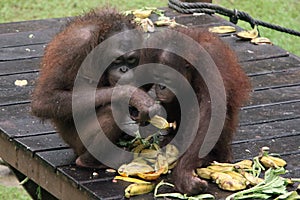 Small Orangutans Feeding