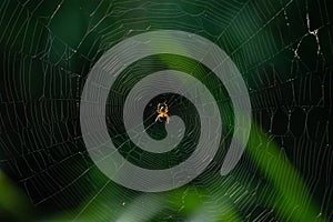 Small Orb Weaver Spider in the Web