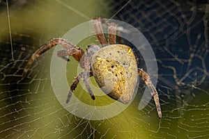 Small Orbweaver Spider