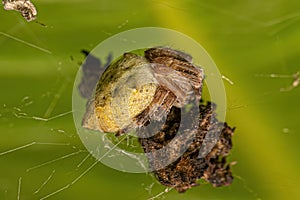 Small Orbweaver Spider