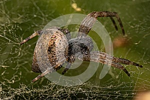 Small Orbweaver Spider