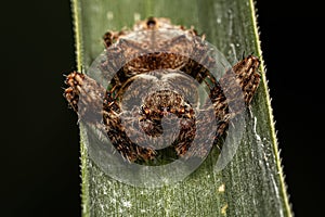 Small Orbweaver Spider