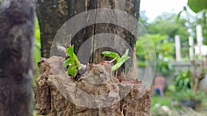 A small orchid is growing on a big tree in an epiphytic
