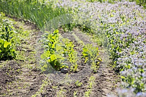 Small organic garden with various edible plants growing in rows in dark fertile black soil outdoors.