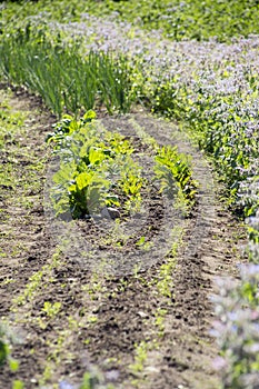 Small organic garden with various edible plants growing in rows in dark fertile black soil outdoors in summer.