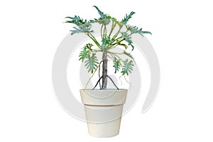 Small ornamental plants Trees Single Die Cut Stock Photos