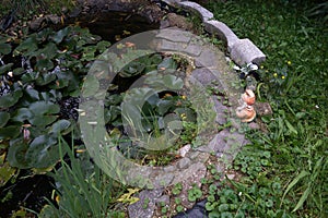 Small ornamental pond on the plot of land