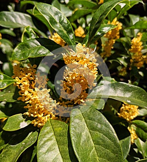 Small osmanthus fragrans blossoms in sunny autumn