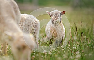 Small ouessant or Ushant sheep lamb grazing on dandelion stalks, another animal near