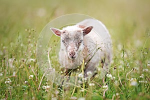 Small ouessant or Ushant sheep lamb grazing on green spring grass