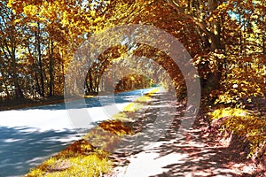 Small ountryside street in at an autumn forest with golden and brown trees