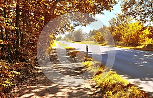 Small ountryside street in at an autumn forest with golden and brown trees