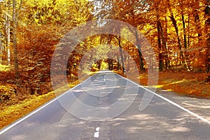 Small ountryside street in at an autumn forest with golden and brown trees