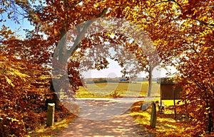 Small ountryside street in at an autumn forest with golden and brown trees