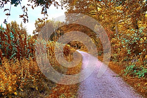 Small ountryside street in at an autumn forest with golden and brown trees