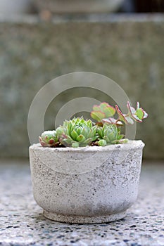 Small outdoor succulents in pot.