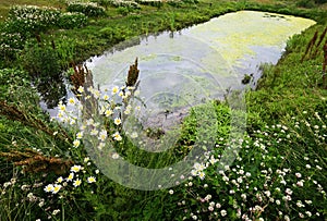 A small overgrown pond, chamomile and clover