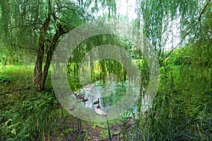 Small overgrown pond in the forest with swans