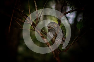 Small owl (Glaucidium cuculoides) on a tree