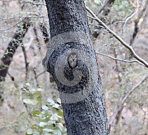 small owl hiding in a tree in ranthambore national park