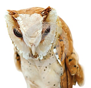 Small Owl isolated on the white background