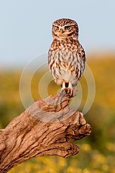 Small owl in the nature
