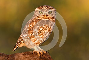 Small owl in the nature