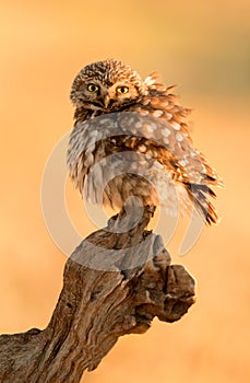 Small owl in the nature