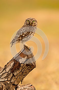 Small owl in the nature
