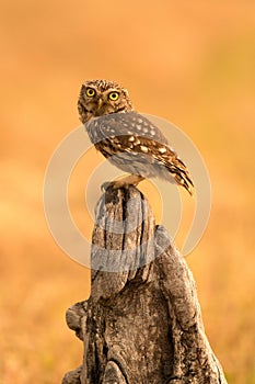 Small owl in the nature