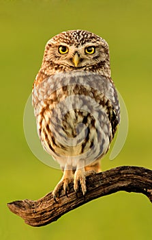 Small owl in the nature