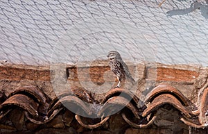 Small owl on recovery center photo