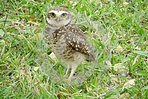 Small Owl