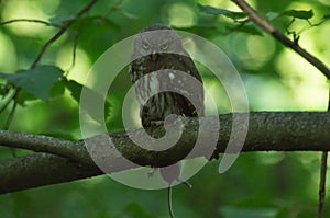 Small owl sitting on tree branch with mouse in claws