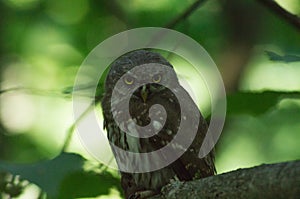 Small owl sitting on tree branch with mouse in claws
