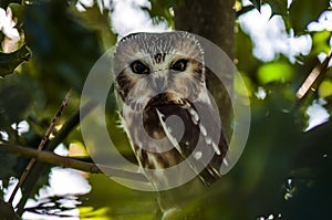 Small owl in tree