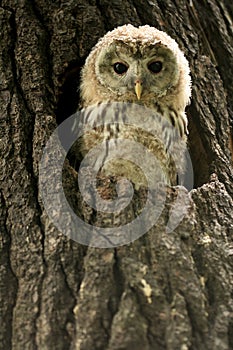 Small owlet in a nest