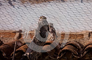 Small owls on recovery center photo