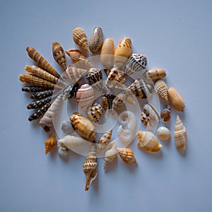 Small Pacific Seashells