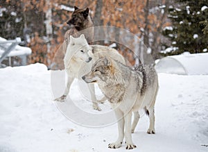 A small pack of three Eastern timber wolves