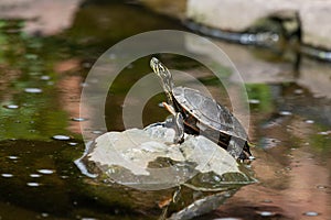 Small Painted Turtle on a Rock