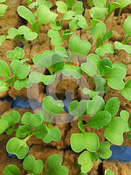 Small pakcoy in hydroponic. Lettuce Small Plants in Hydroponic culture