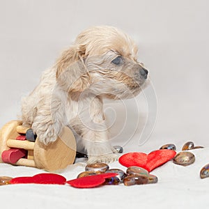 Small pale cocker spaniel puppy with toys