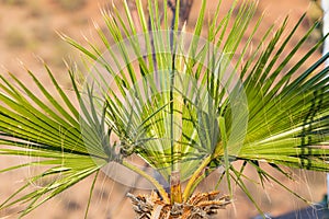 A small palm in the desert of Baja