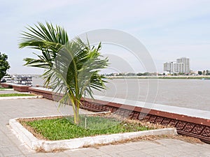 Small palm on the side of a river with a small city in the background