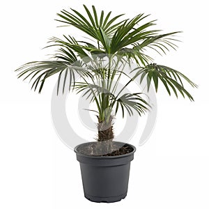 A small palm tree in a black plastic pot