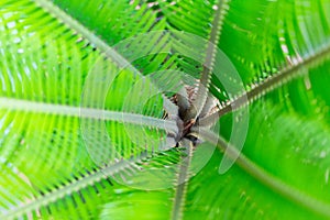 Small palm tree on close up view