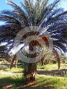 Small palm tree with   dates salks in the oasis of Figuig