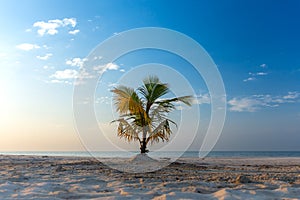 Small palm tree on an empty white sandy beach.